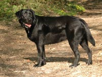Vahni du bois des Charagons
